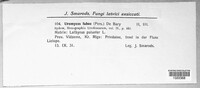Uromyces viciae-fabae image